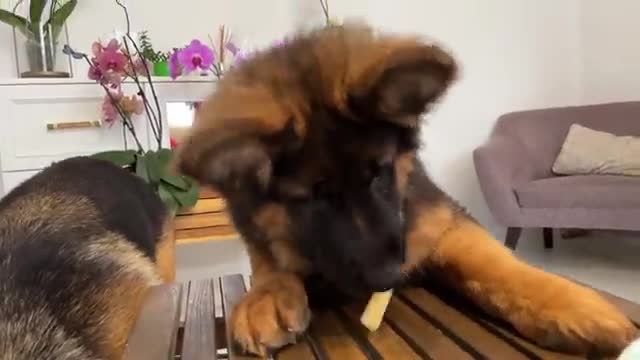 Impatient Baby Puppy and German Shepherd Reviews Food