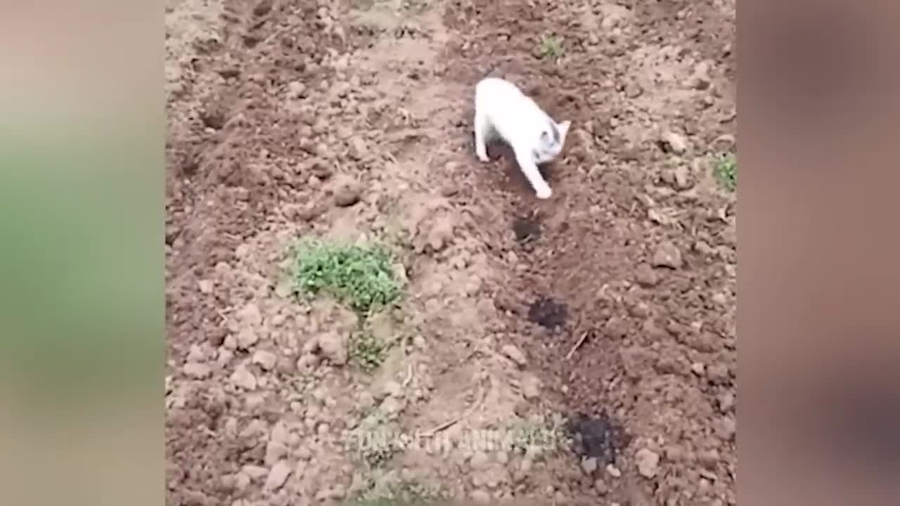 Самые смешные животные 😂