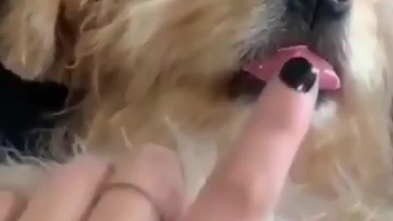 Best Funny Cute Cats Dogs Animals ππΊπ #shorts #funny #animals #funnyshorts