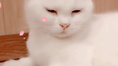 It's my pet, but it's also my friend