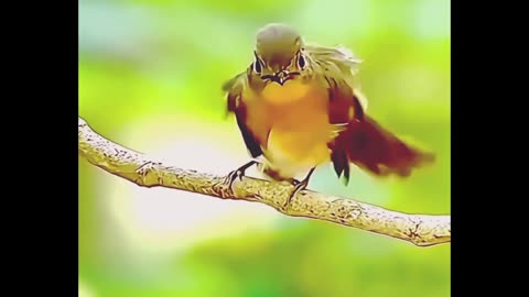 Funny Bird's Short Video | Funny Animal | Cute Birds | Rumble Shorts | Trending Funny Clip