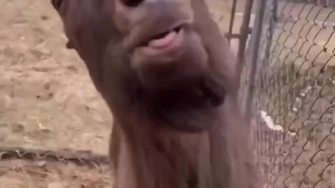 #animal#goat#funny