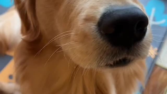 Serious dog