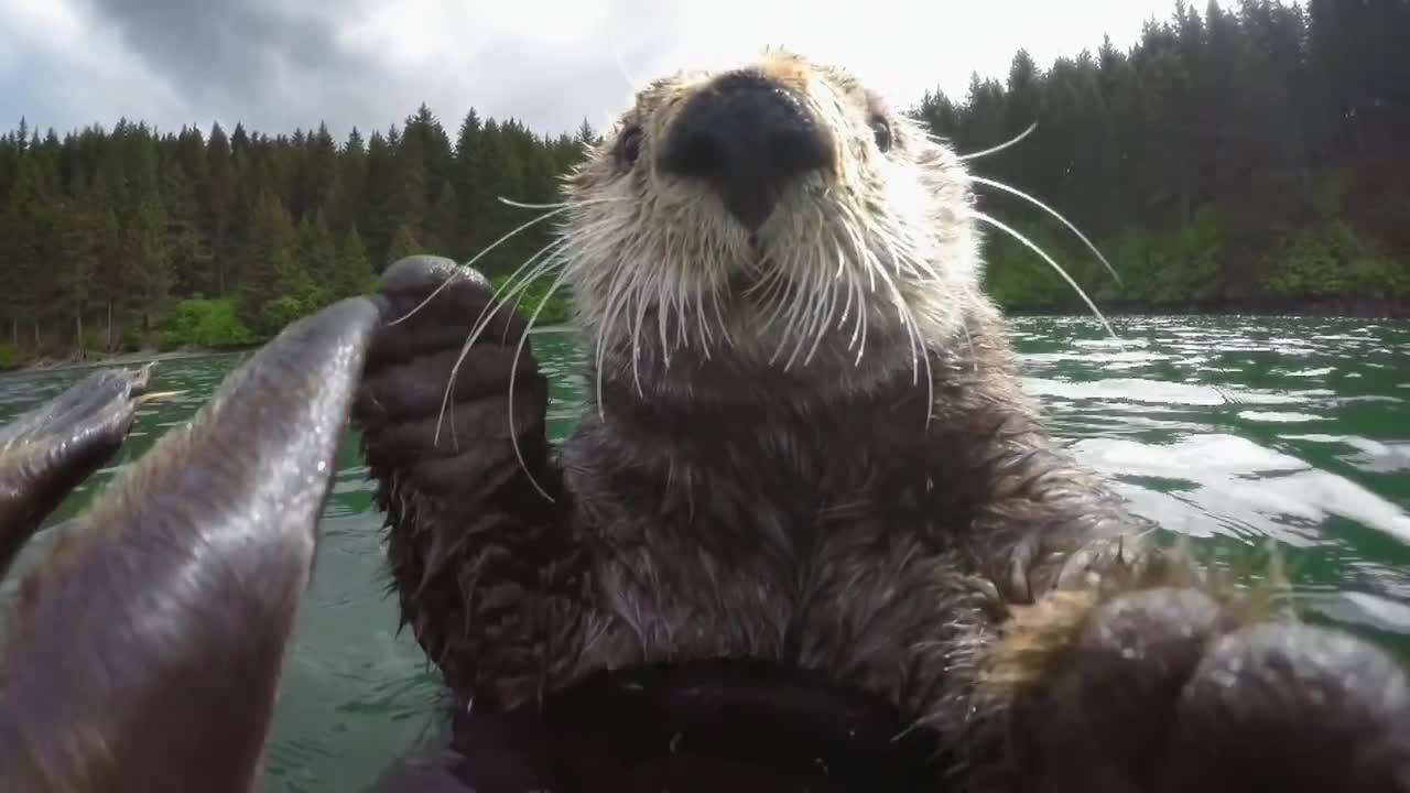 Cute otters intimately filmed by spy camera | Spy in the Wild - BBC