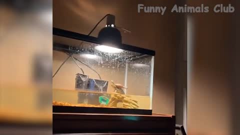 Funniest Animal Video