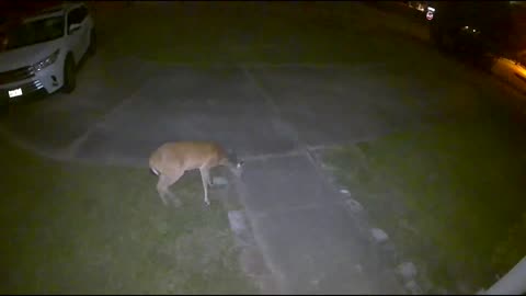 Whitetail deer in my Cypress (Houston) neighborhood 8/4/23 am