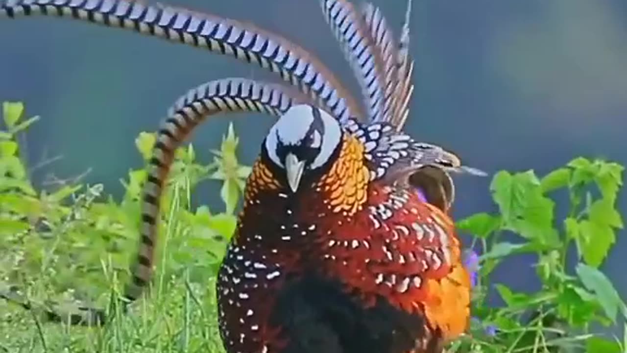 a beautiful bird