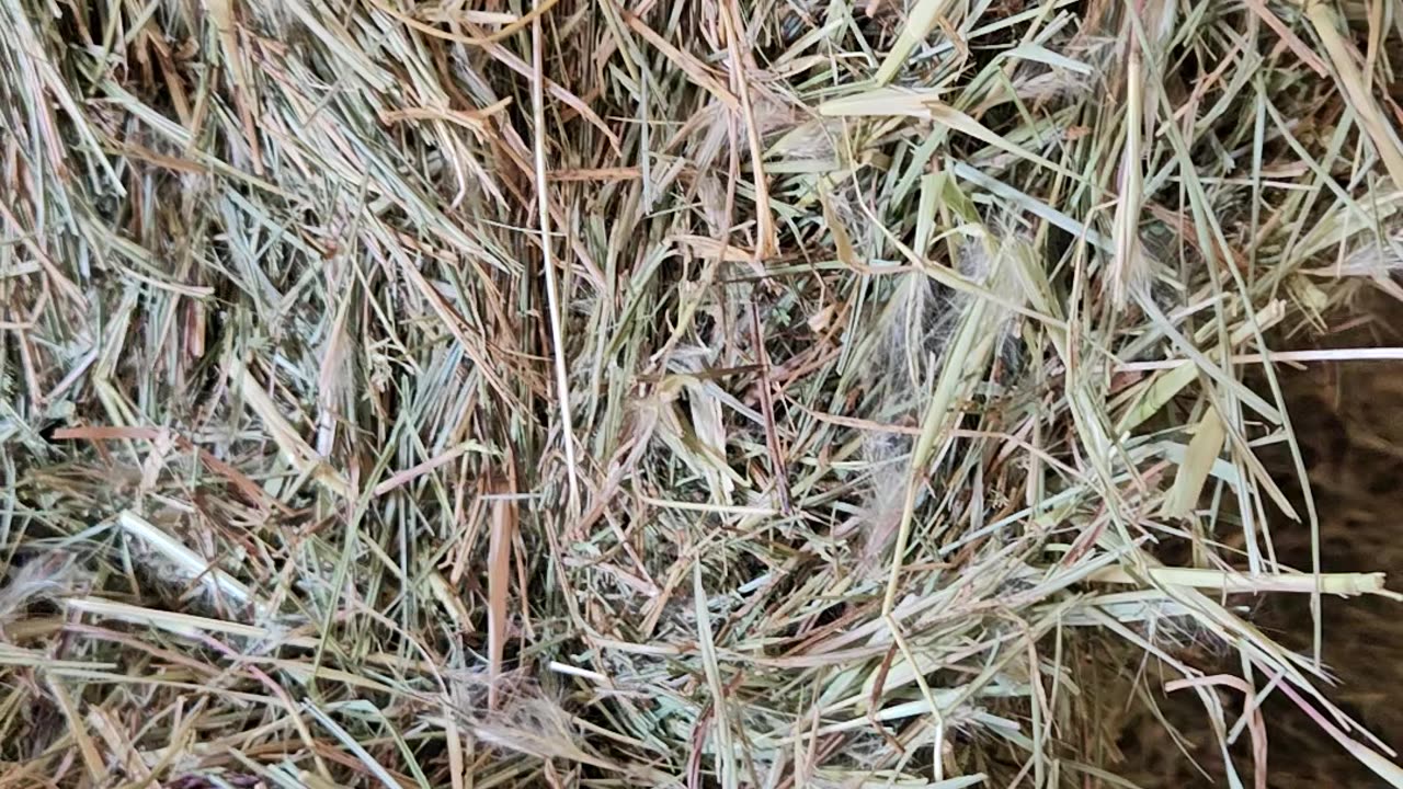 Farm Friday Extension: HAY! All about the forage