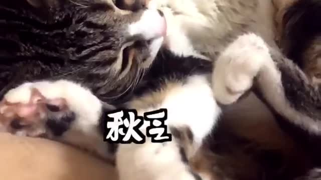 FUNNY CAT