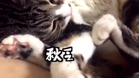FUNNY CAT