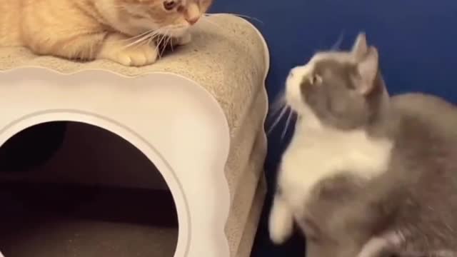 Funniest Cats And Dogs Video#10