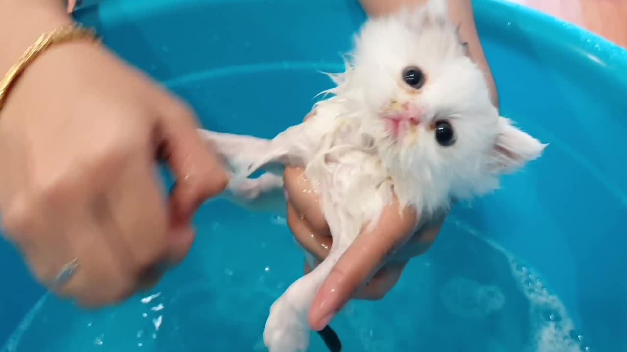 Kitten enjoys first bath!