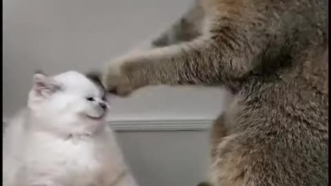 kitten playing with her cat mom