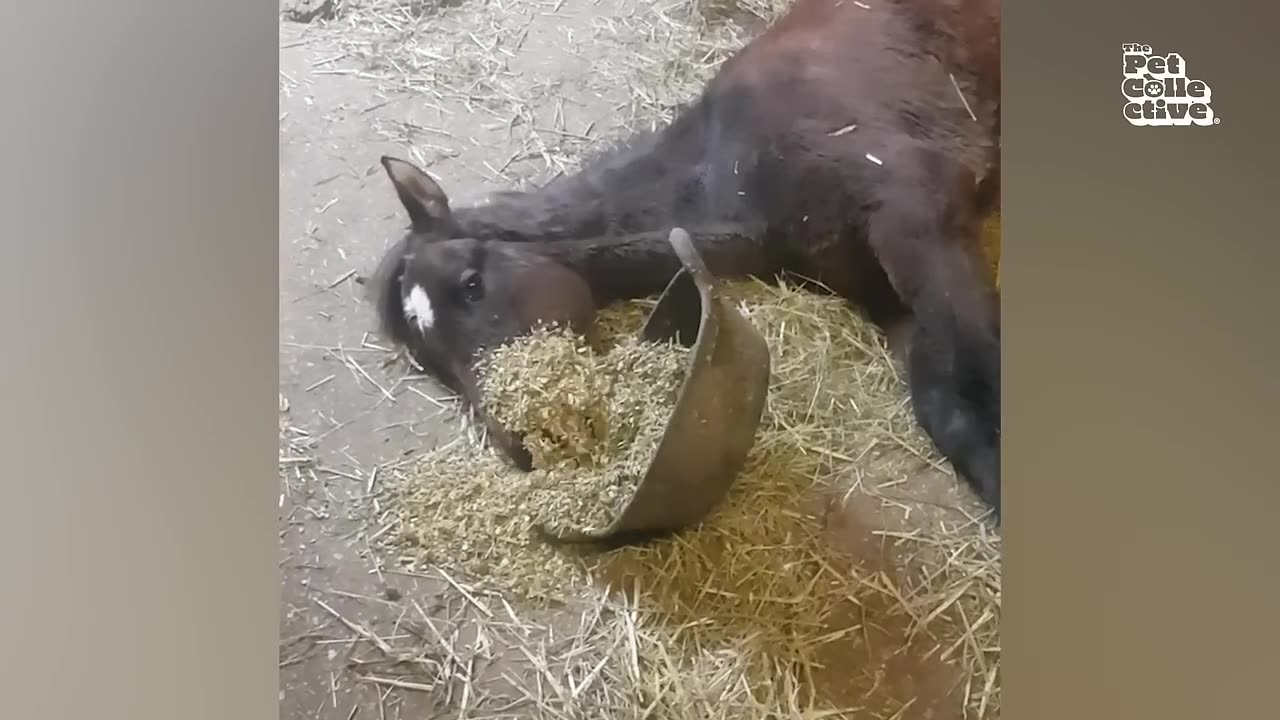 Animals funny video
