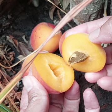 Apricot : Aprikose : Organic Fruit : My favorite fruit : Home Gardening