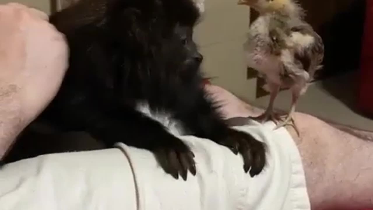 Adorable Baby Howler Monkey and Tiny Chicken Become Unlikely Best Friends || Viral Verse