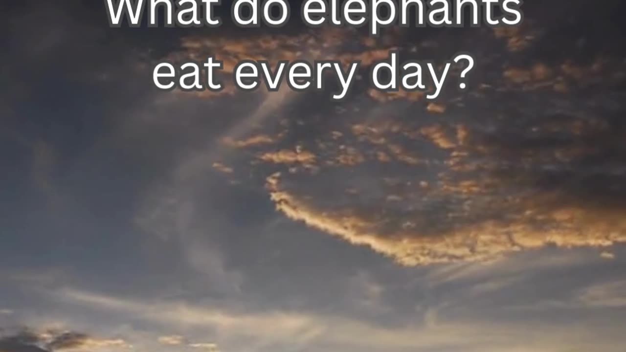 Elephant Fact 4 - What do elephants eat every day?