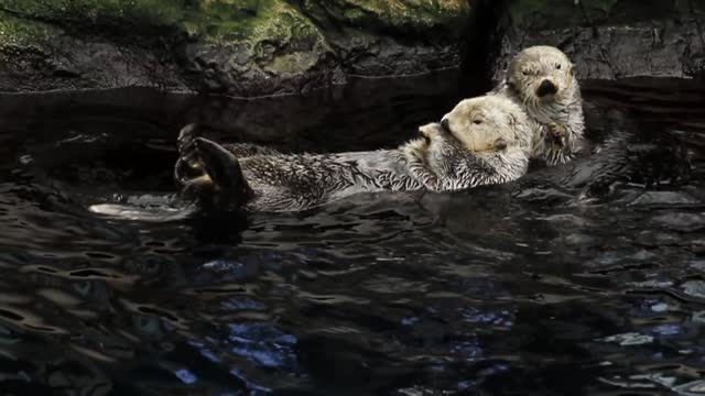 Sea Otters