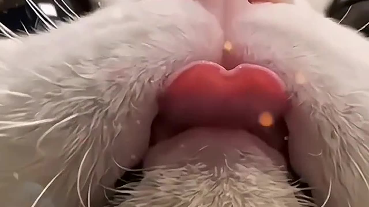 person for you to have a little cat