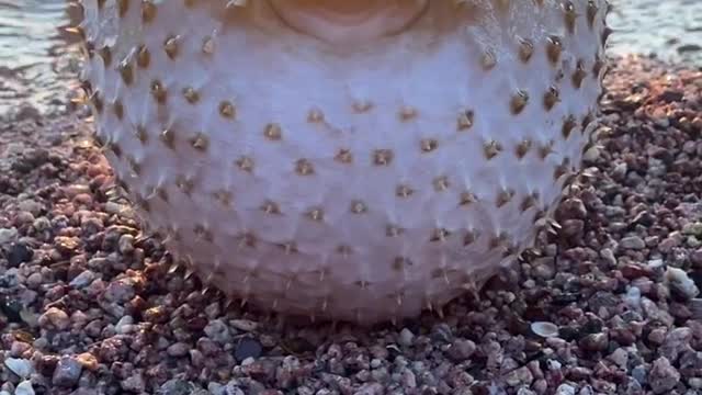 Catch in the sea