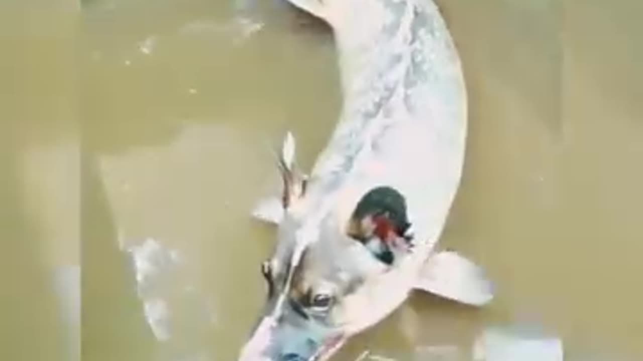 Fish with a Wolf head