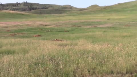 Prairie Dogs