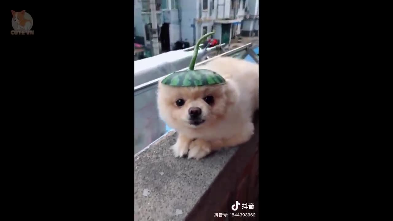 cute puppies doing funny things part 2