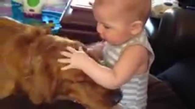 Golden retriever dog friendly with the baby-