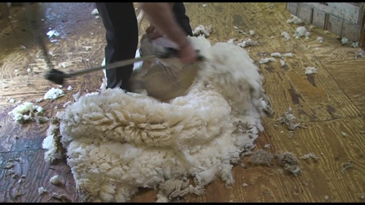 Shearing Merino Ewe