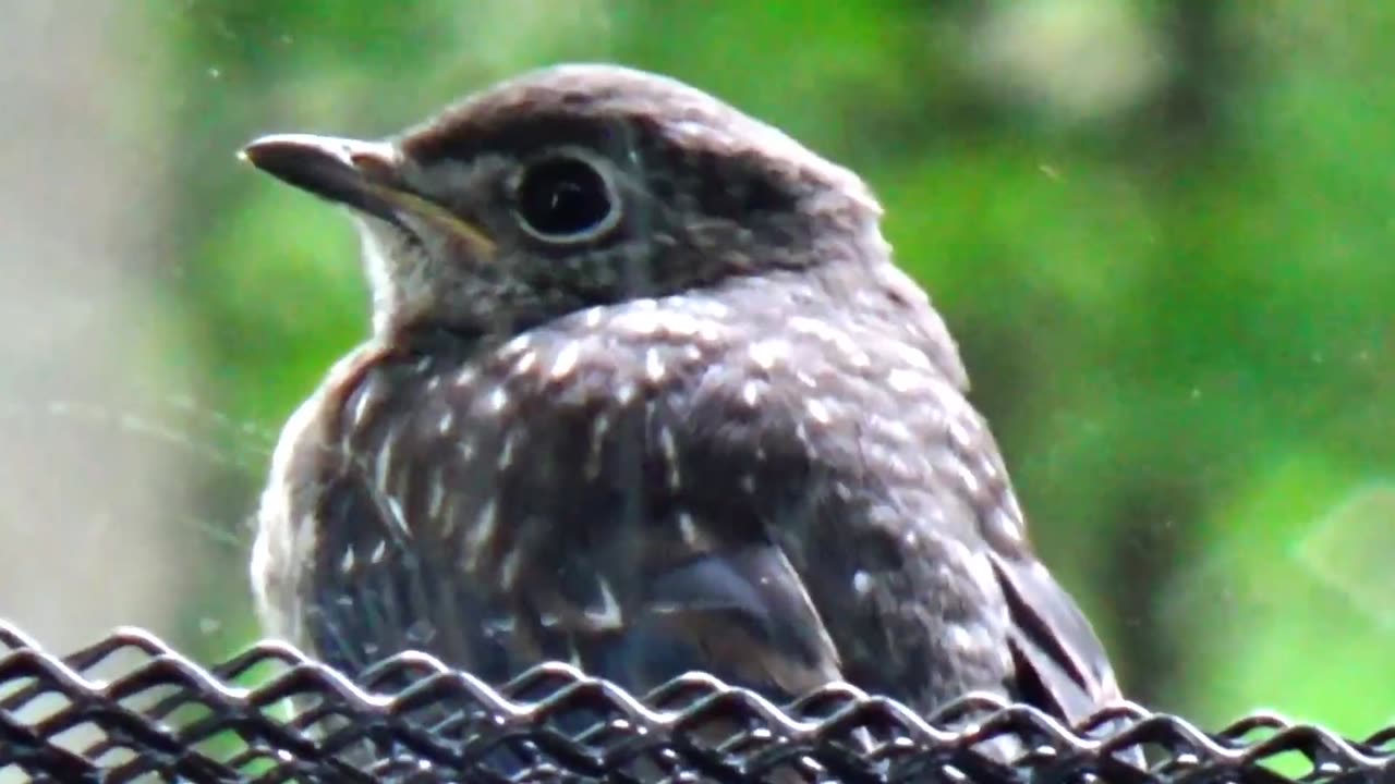 Bluebirds Feeding