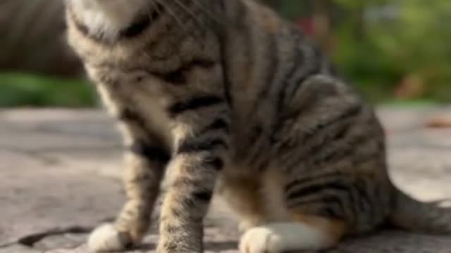 Cute Kitty A cat became handsome when the Kitty met the tigress