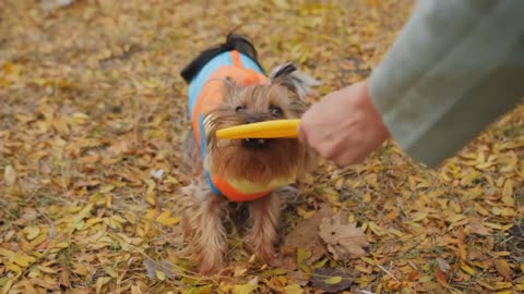 Close-up of a Flying Disc plate game with a Yorkshire terrier puppy in an autumn park