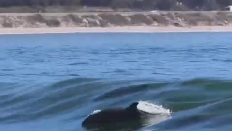 NATURE IS AWESOME!!! CALI SURFERS WITH DOLPHIN FRIENDS! ✝️🇺🇲👊😎🇺🇲✝️