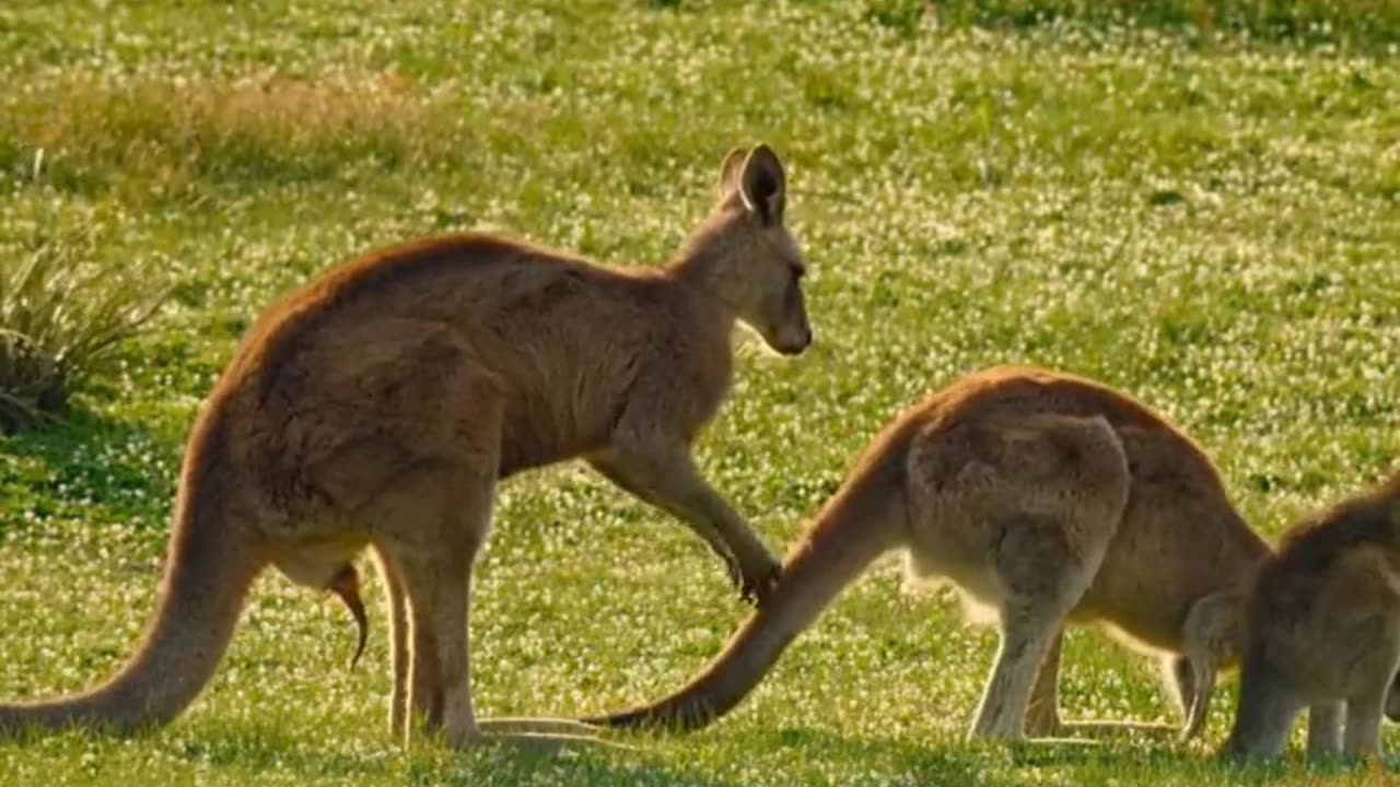 Kangaroo