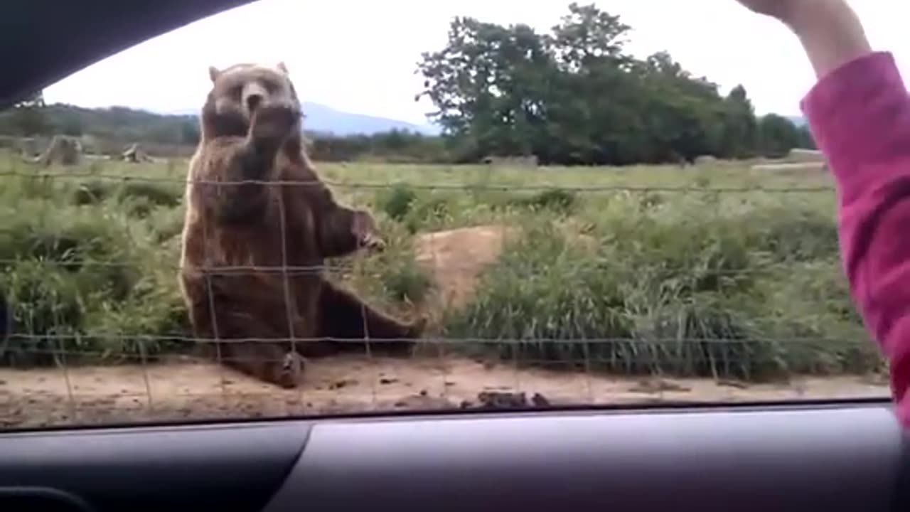 Polite Bear Waves Hello - a waving bear