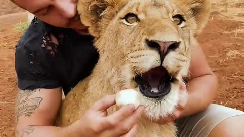 VEGAN LION_!