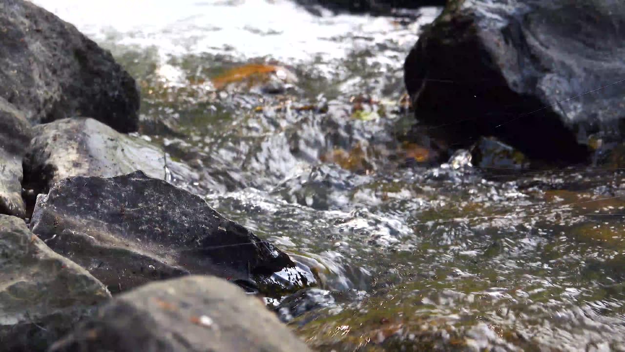 river #nature #river #shorts #short