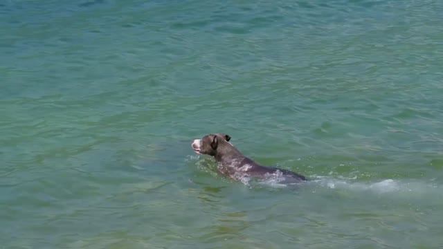 Dogs swimming in the sea