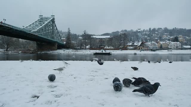 Wonderful birds with snow