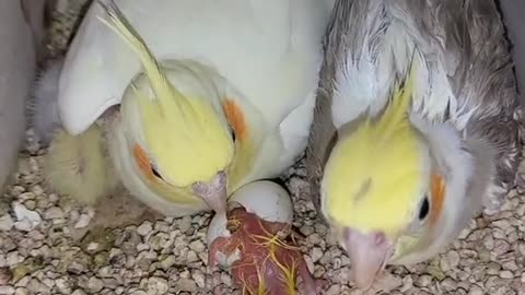 Bird birth
