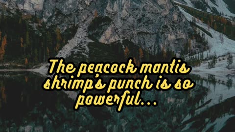 Animal Facts Peacock Mantis Shrimp Punch #shorts