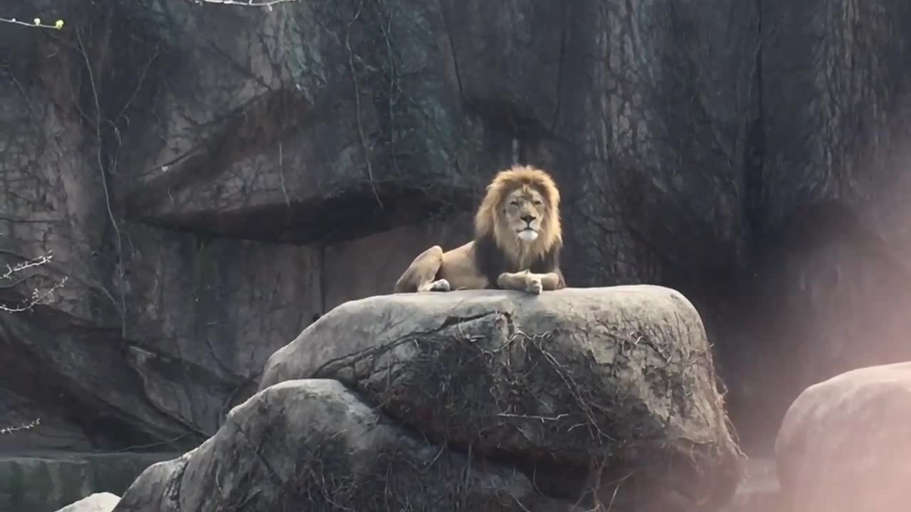 Epic Lion Roar at Lincoln Park Zoo