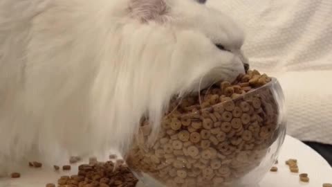 Cat： How big is your bowl, how big is my mouth