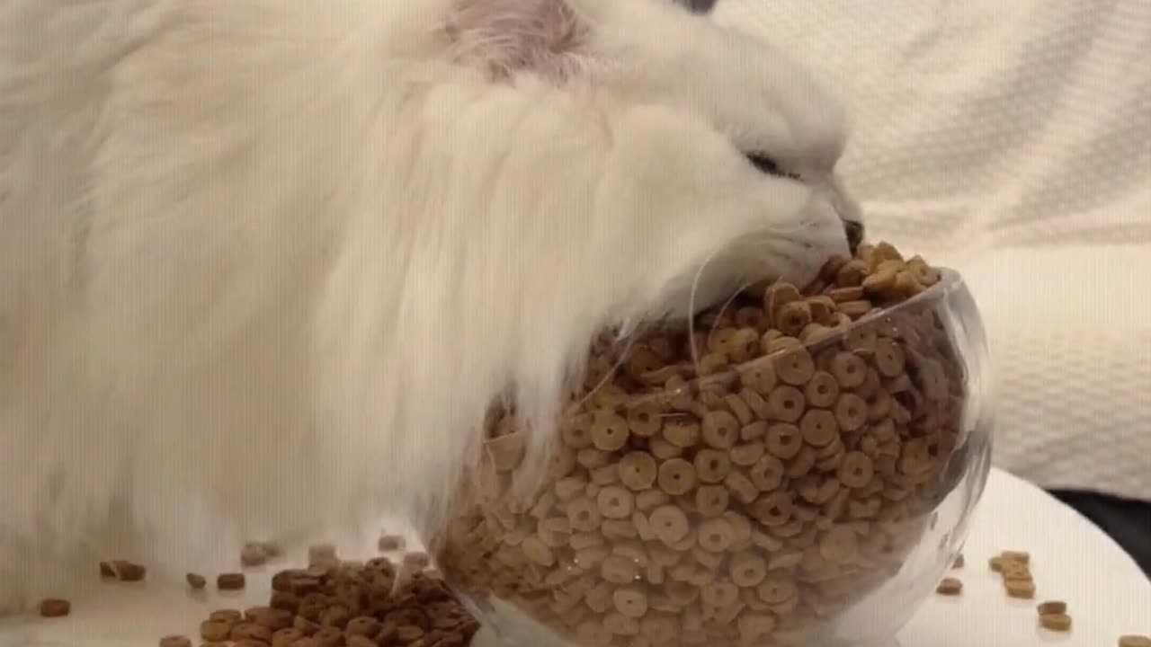 Cat: How big is your bowl, how big is my mouth
