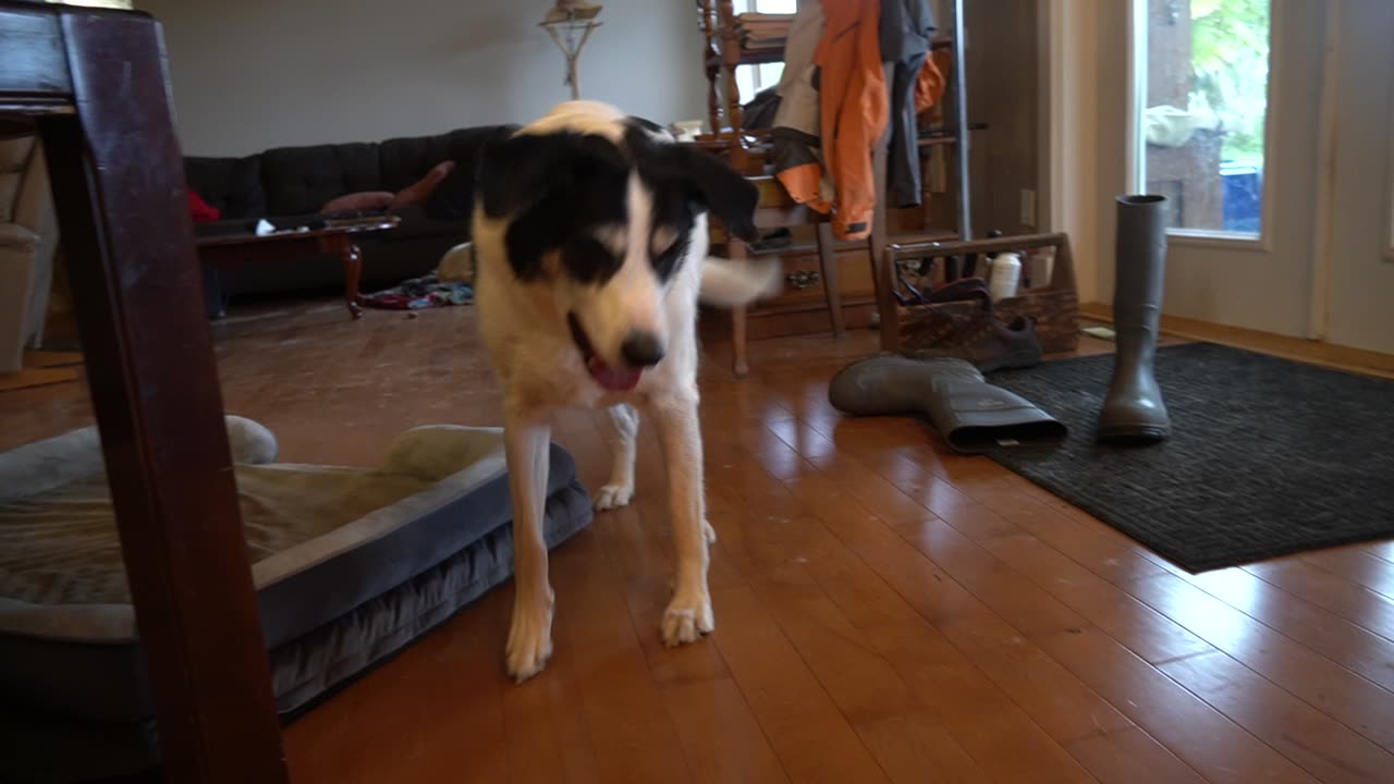 Willie 78 DONALD TRUMP RESPONSE SONG