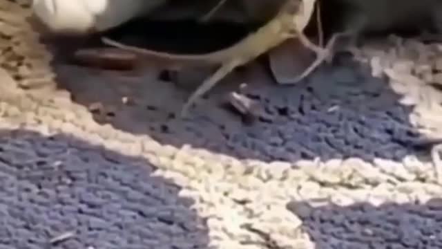 Amazing