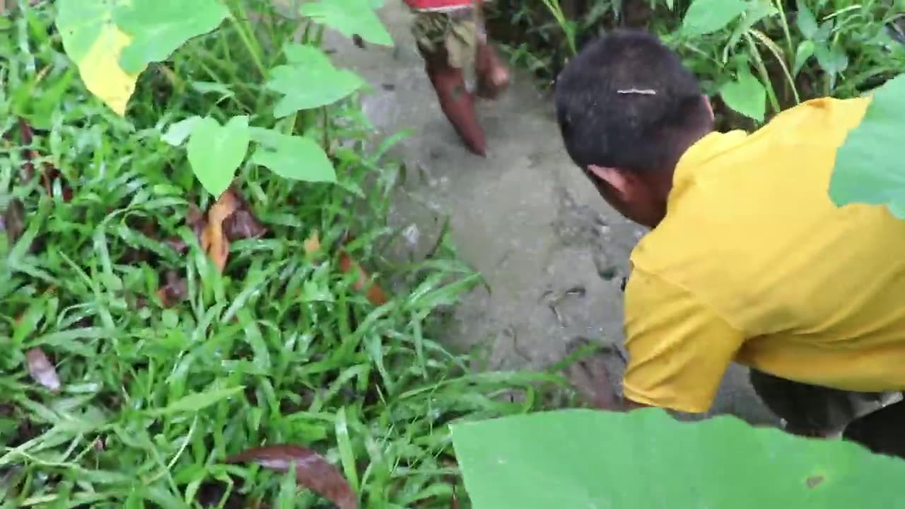 Village Boy Catching Fish From Natural Forest