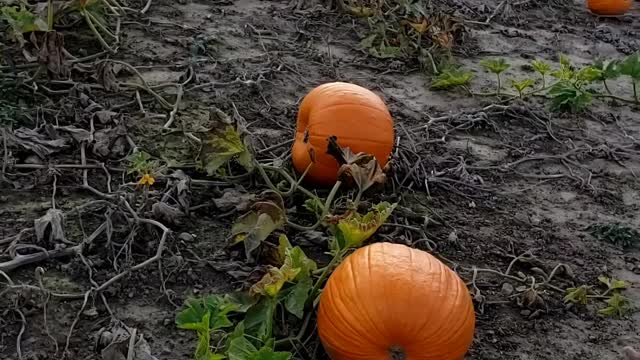 Pumpkin Field in a Apple Farm of Ontario