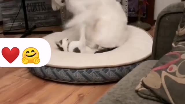 Funny Cat reaction