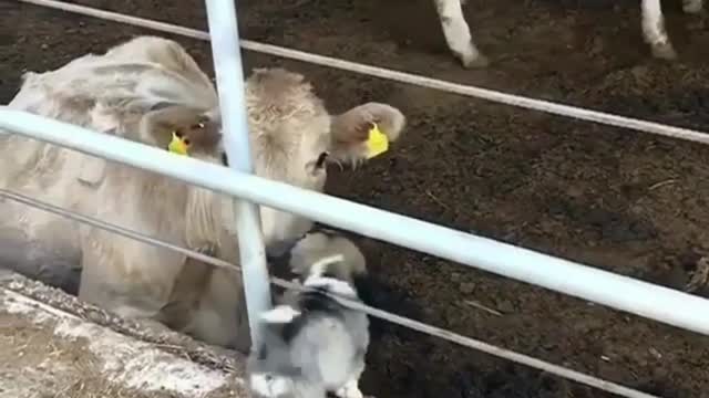 The happy life of big cows and calves